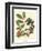 Foliage, Flowers and Fruit I-Vision Studio-Framed Art Print