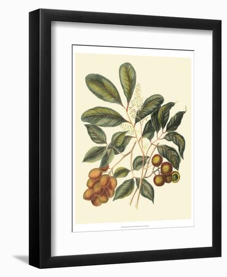 Foliage, Flowers and Fruit I-Vision Studio-Framed Art Print