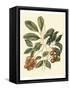 Foliage, Flowers and Fruit I-Vision Studio-Framed Stretched Canvas