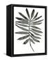 Foliage Fossil VII-June Vess-Framed Stretched Canvas