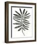 Foliage Fossil VII-June Vess-Framed Art Print