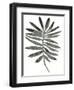 Foliage Fossil VII-June Vess-Framed Art Print