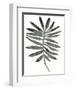 Foliage Fossil VII-June Vess-Framed Art Print