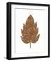 Foliage Fun II-Laura Marshall-Framed Art Print