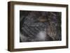Foliage in autumn on the floor, covered with mushrooms-Nadja Jacke-Framed Photographic Print
