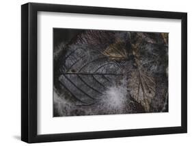 Foliage in autumn on the floor, covered with mushrooms-Nadja Jacke-Framed Photographic Print