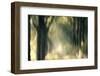 Foliage Of Light-Jacob Berghoef-Framed Photographic Print