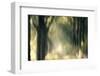 Foliage Of Light-Jacob Berghoef-Framed Photographic Print