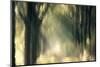 Foliage Of Light-Jacob Berghoef-Mounted Photographic Print