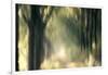 Foliage Of Light-Jacob Berghoef-Framed Photographic Print