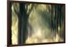 Foliage Of Light-Jacob Berghoef-Framed Photographic Print