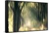 Foliage Of Light-Jacob Berghoef-Framed Stretched Canvas