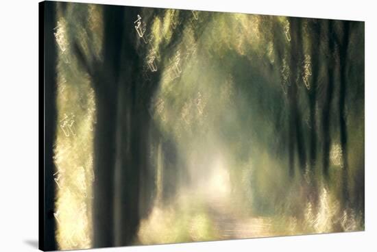 Foliage Of Light-Jacob Berghoef-Stretched Canvas