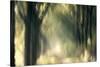 Foliage Of Light-Jacob Berghoef-Stretched Canvas