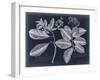 Foliage on Navy IV-null-Framed Art Print