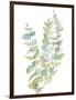 Foliage Spray - Climb-Sandra Jacobs-Framed Giclee Print