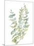 Foliage Spray - Climb-Sandra Jacobs-Mounted Giclee Print