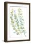 Foliage Spray - Flourish-Sandra Jacobs-Framed Giclee Print