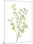 Foliage Spray - Grow-Sandra Jacobs-Mounted Giclee Print