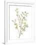 Foliage Spray - Grow-Sandra Jacobs-Framed Giclee Print