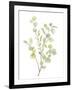 Foliage Spray - Grow-Sandra Jacobs-Framed Giclee Print