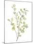 Foliage Spray - Grow-Sandra Jacobs-Mounted Giclee Print