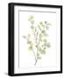 Foliage Spray - Grow-Sandra Jacobs-Framed Giclee Print