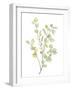 Foliage Spray - Grow-Sandra Jacobs-Framed Giclee Print