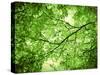 Foliage Tree, Branches, Branches, Leaves, Green-Alaya Gadeh-Stretched Canvas