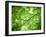 Foliage Tree, Branches, Branches, Leaves, Green-Alaya Gadeh-Framed Photographic Print