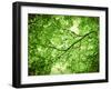 Foliage Tree, Branches, Branches, Leaves, Green-Alaya Gadeh-Framed Photographic Print