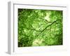 Foliage Tree, Branches, Branches, Leaves, Green-Alaya Gadeh-Framed Photographic Print