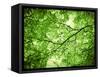 Foliage Tree, Branches, Branches, Leaves, Green-Alaya Gadeh-Framed Stretched Canvas