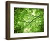 Foliage Tree, Branches, Branches, Leaves, Green-Alaya Gadeh-Framed Photographic Print