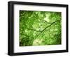 Foliage Tree, Branches, Branches, Leaves, Green-Alaya Gadeh-Framed Photographic Print