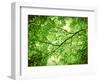 Foliage Tree, Branches, Branches, Leaves, Green-Alaya Gadeh-Framed Photographic Print