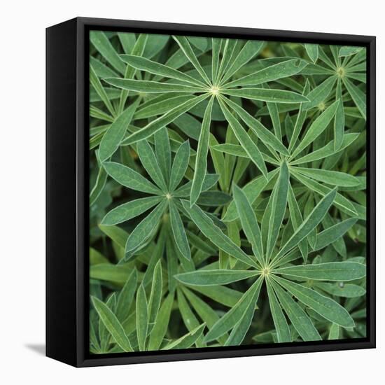 Foliage-Micha Pawlitzki-Framed Stretched Canvas