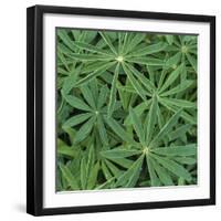 Foliage-Micha Pawlitzki-Framed Photographic Print