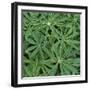 Foliage-Micha Pawlitzki-Framed Photographic Print