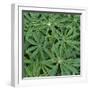 Foliage-Micha Pawlitzki-Framed Photographic Print