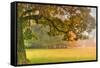 Foliage-Viviane Fedieu Daniel-Framed Stretched Canvas