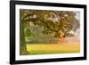 Foliage-Viviane Fedieu Daniel-Framed Photographic Print