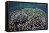 Foliose Corals Grow in Komodo National Park, Indonesia-Stocktrek Images-Framed Stretched Canvas