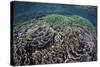 Foliose Corals Grow in Komodo National Park, Indonesia-Stocktrek Images-Stretched Canvas
