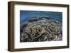 Foliose Corals Grow in Komodo National Park, Indonesia-Stocktrek Images-Framed Photographic Print