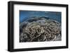 Foliose Corals Grow in Komodo National Park, Indonesia-Stocktrek Images-Framed Photographic Print