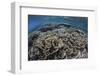 Foliose Corals Grow in Komodo National Park, Indonesia-Stocktrek Images-Framed Photographic Print