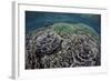 Foliose Corals Grow in Komodo National Park, Indonesia-Stocktrek Images-Framed Photographic Print