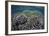 Foliose Corals Grow in Komodo National Park, Indonesia-Stocktrek Images-Framed Photographic Print