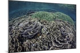 Foliose Corals Grow in Komodo National Park, Indonesia-Stocktrek Images-Mounted Photographic Print